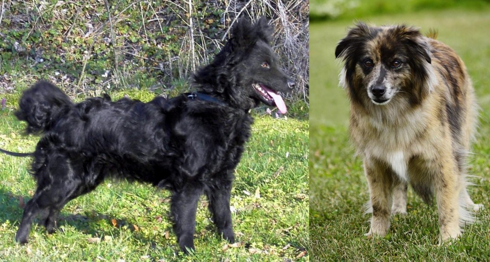 Pyrenean Shepherd vs Mudi - Breed Comparison