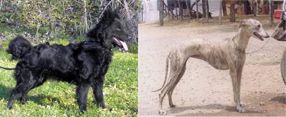 Rampur Greyhound vs Mudi - Breed Comparison