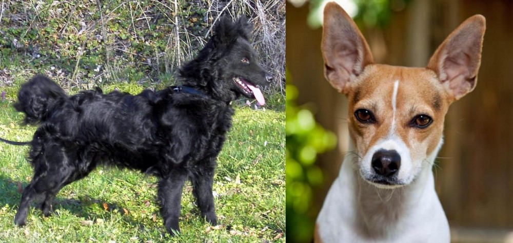 Rat Terrier vs Mudi - Breed Comparison