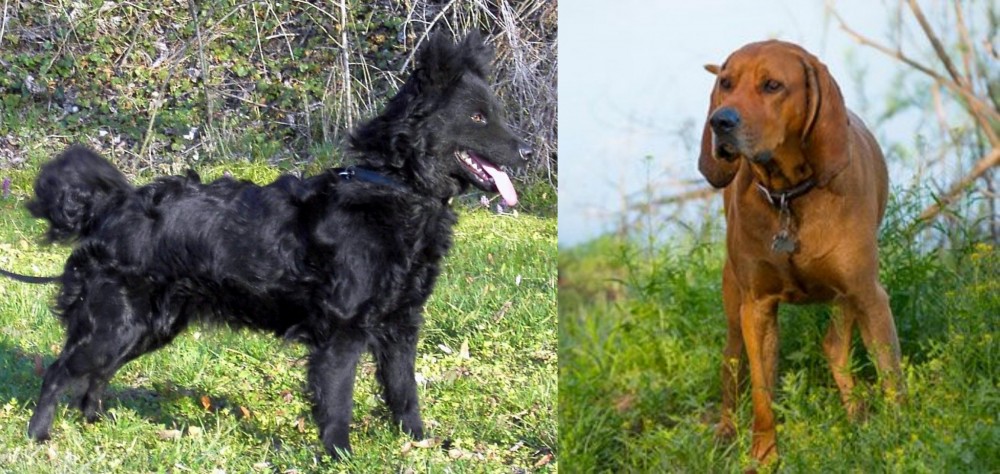 Redbone Coonhound vs Mudi - Breed Comparison