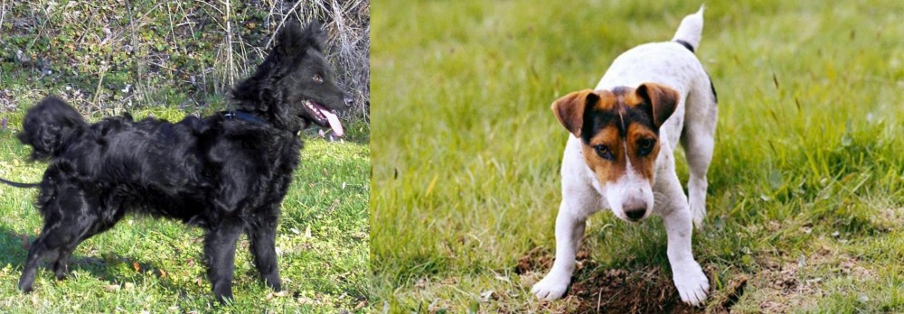 Russell Terrier vs Mudi - Breed Comparison