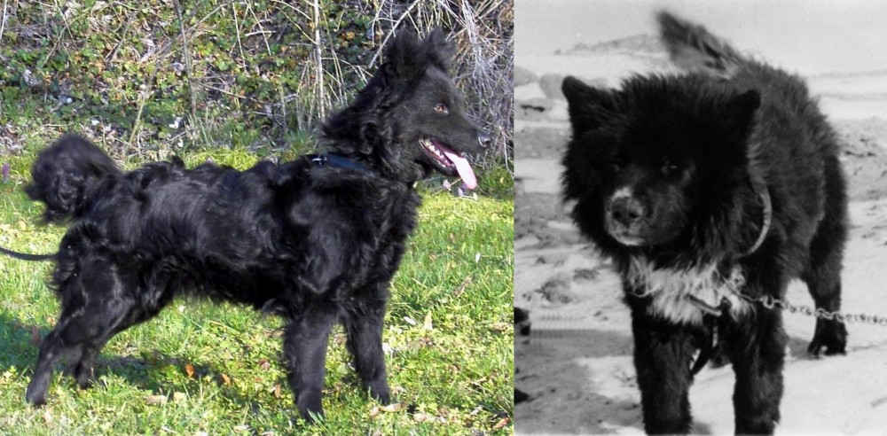 Sakhalin Husky vs Mudi - Breed Comparison