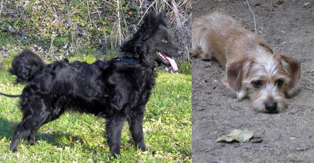 Schweenie vs Mudi - Breed Comparison