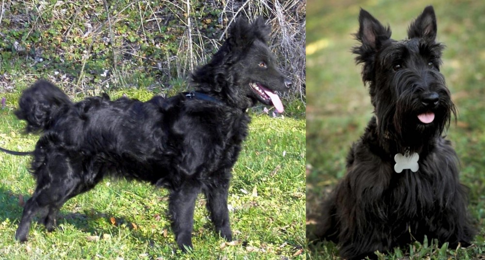 Scoland Terrier vs Mudi - Breed Comparison