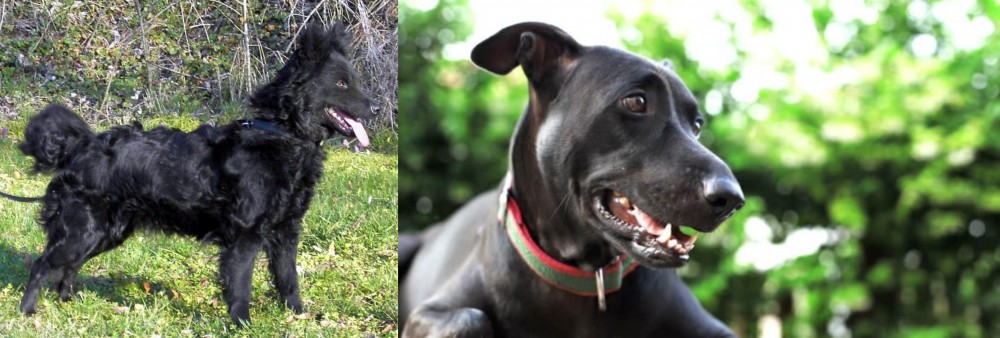 Shepard Labrador vs Mudi - Breed Comparison