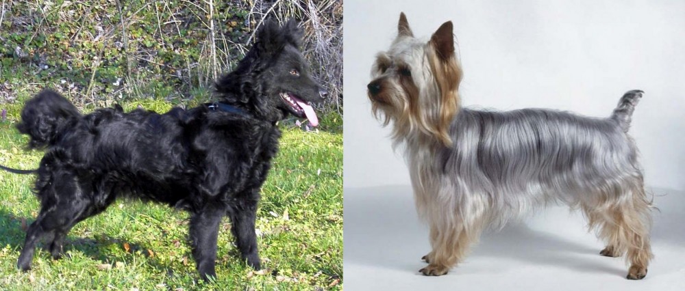 Silky Terrier vs Mudi - Breed Comparison