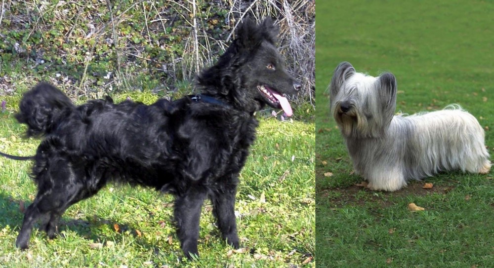 Skye Terrier vs Mudi - Breed Comparison