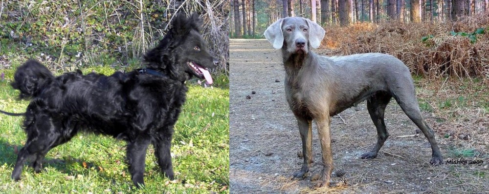 Slovensky Hrubosrsty Stavac vs Mudi - Breed Comparison