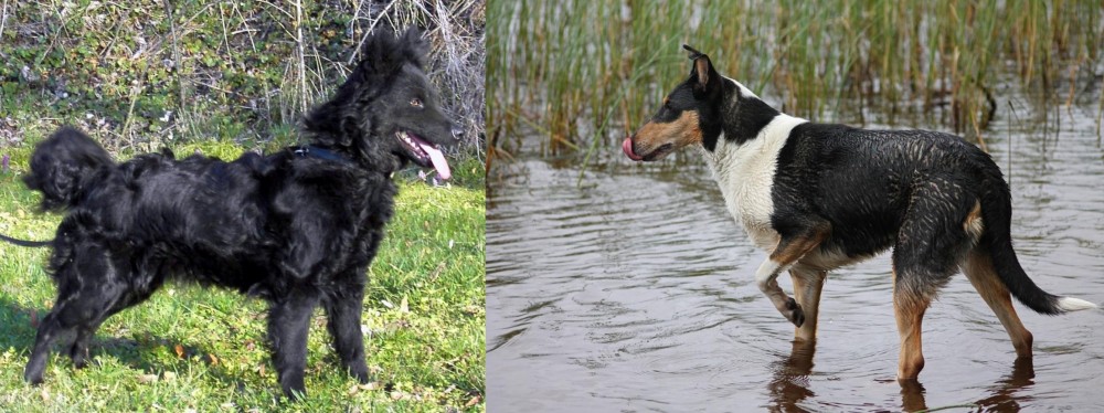Smooth Collie vs Mudi - Breed Comparison