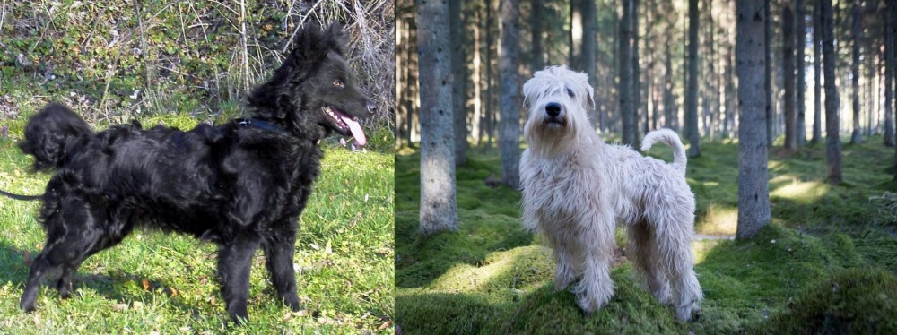 Soft-Coated Wheaten Terrier vs Mudi - Breed Comparison