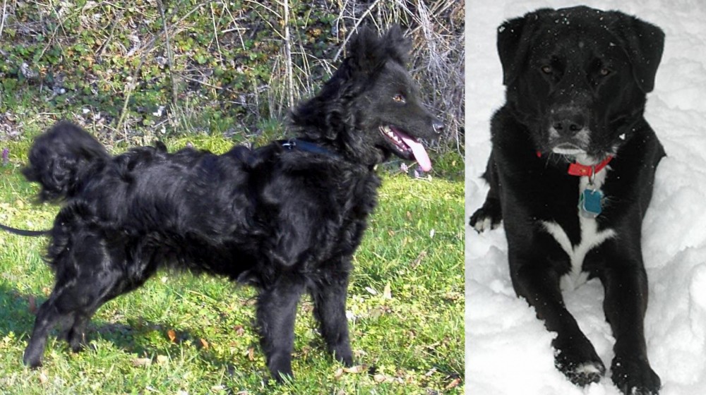 St. John's Water Dog vs Mudi - Breed Comparison