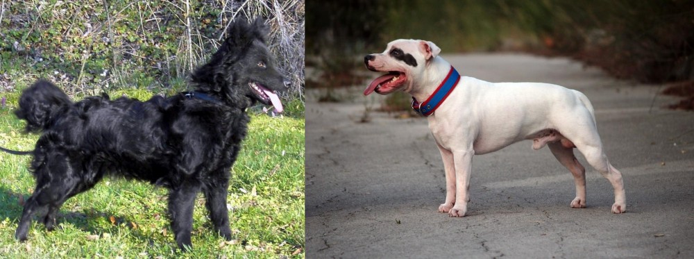 Staffordshire Bull Terrier vs Mudi - Breed Comparison