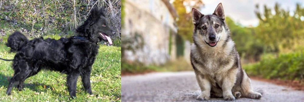 Swedish Vallhund vs Mudi - Breed Comparison
