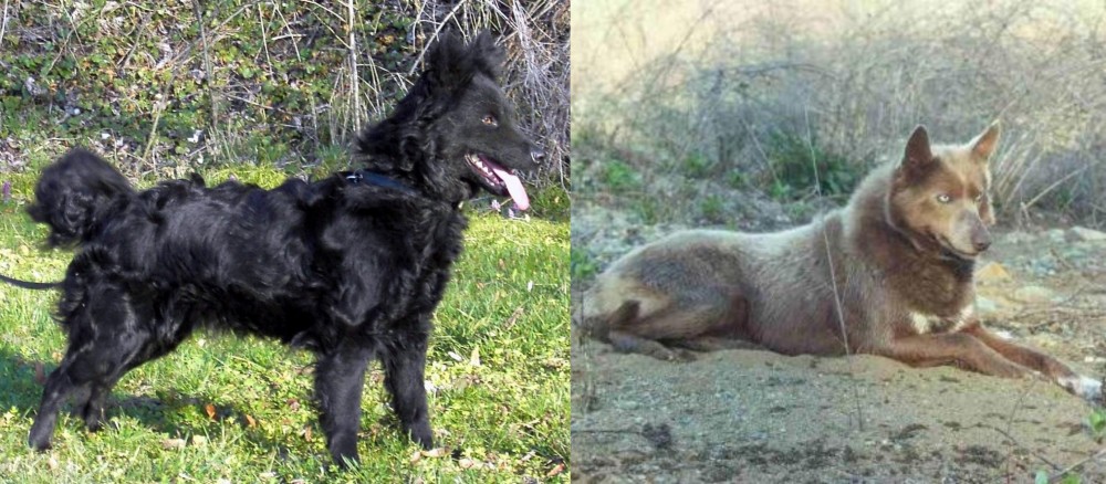 Tahltan Bear Dog vs Mudi - Breed Comparison