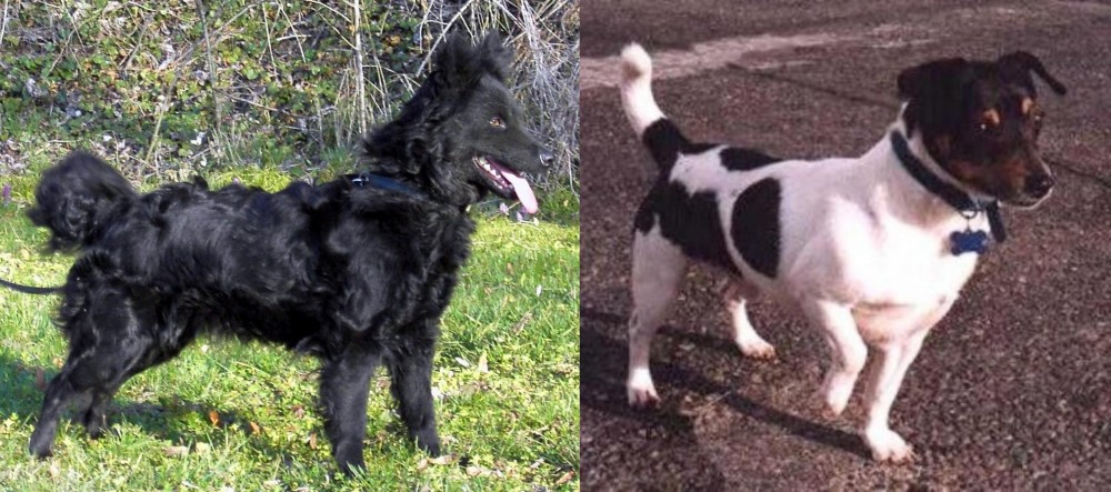 Teddy Roosevelt Terrier vs Mudi - Breed Comparison
