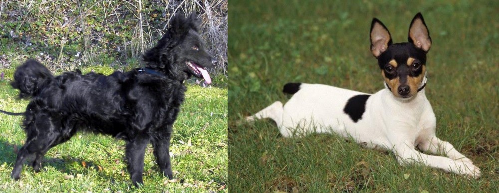 Toy Fox Terrier vs Mudi - Breed Comparison
