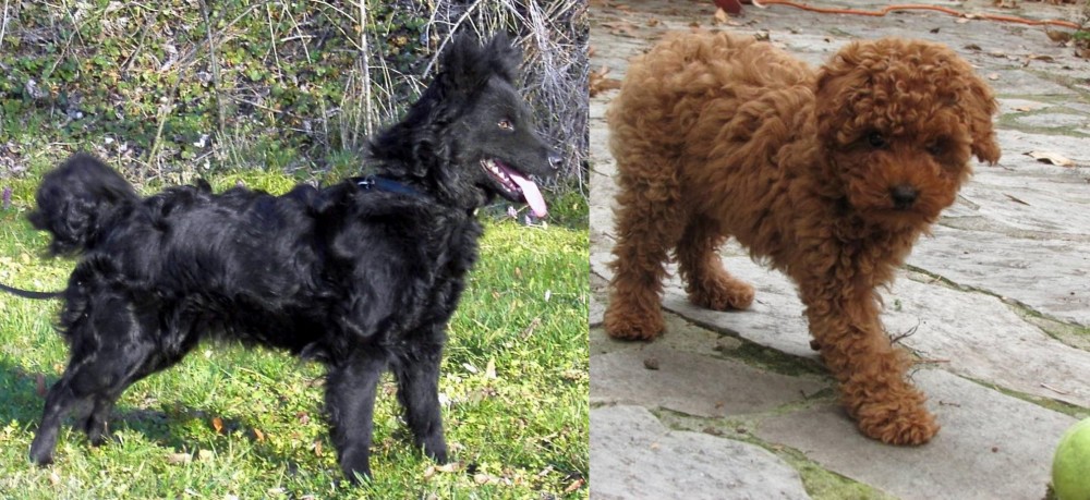 Toy Poodle vs Mudi - Breed Comparison