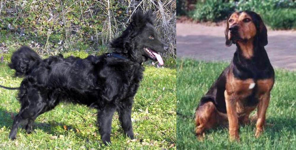 Tyrolean Hound vs Mudi - Breed Comparison