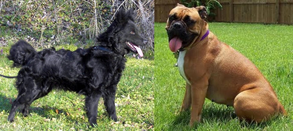 Valley Bulldog vs Mudi - Breed Comparison