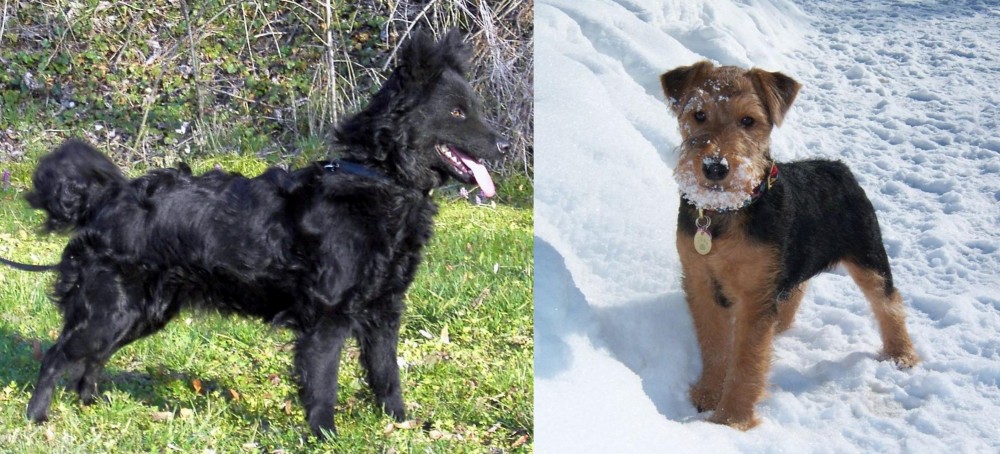 Welsh Terrier vs Mudi - Breed Comparison