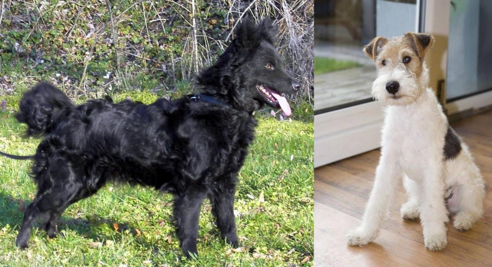 Wire Fox Terrier vs Mudi - Breed Comparison