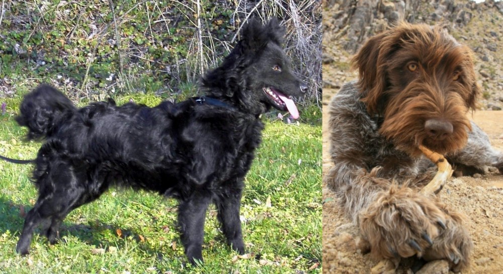 Wirehaired Pointing Griffon vs Mudi - Breed Comparison