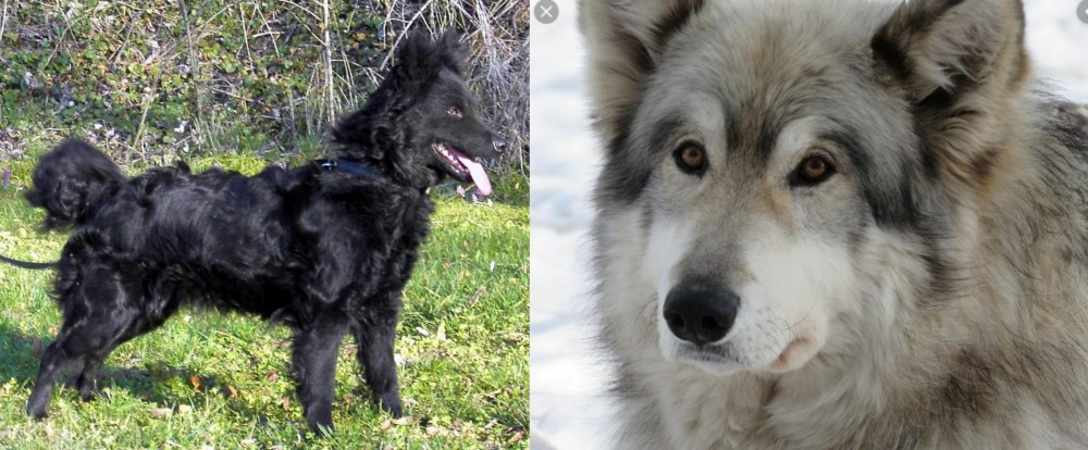Wolfdog vs Mudi - Breed Comparison