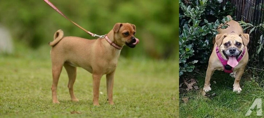 Beabull vs Muggin - Breed Comparison