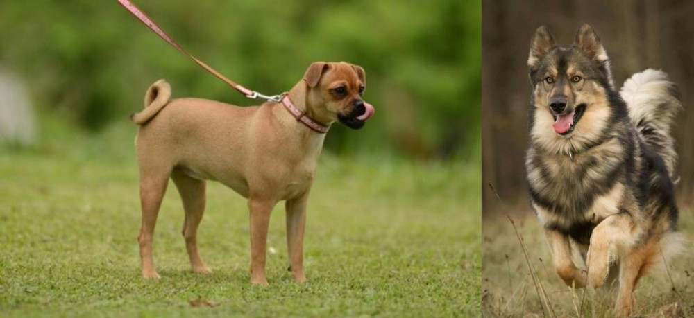 Native American Indian Dog vs Muggin - Breed Comparison