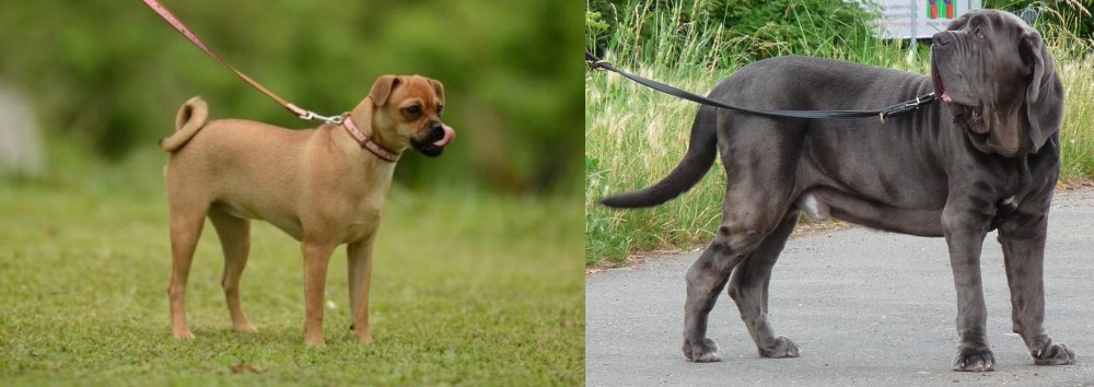 Neapolitan Mastiff vs Muggin - Breed Comparison