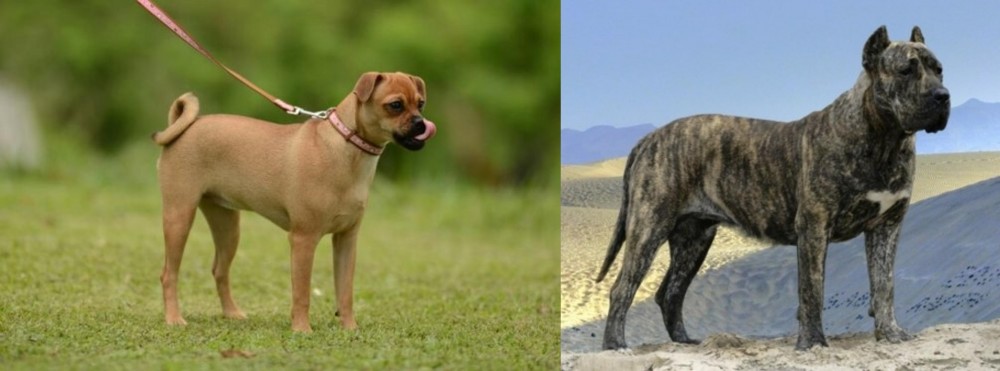 Presa Canario vs Muggin - Breed Comparison