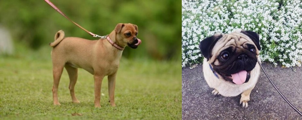 Pug vs Muggin - Breed Comparison