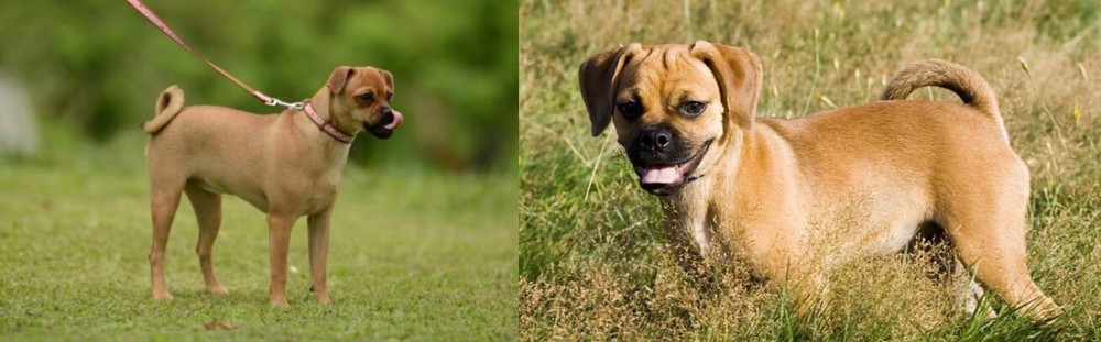 Puggle vs Muggin - Breed Comparison