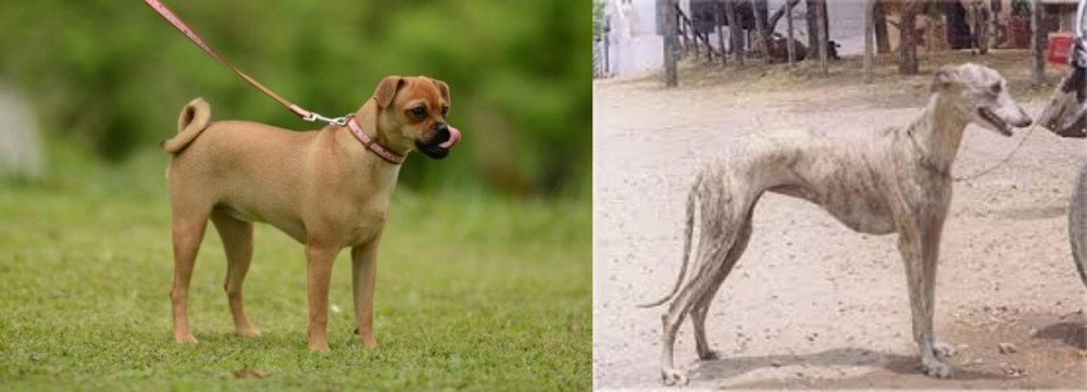 Rampur Greyhound vs Muggin - Breed Comparison