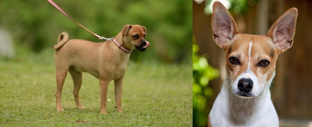 Rat Terrier vs Muggin - Breed Comparison