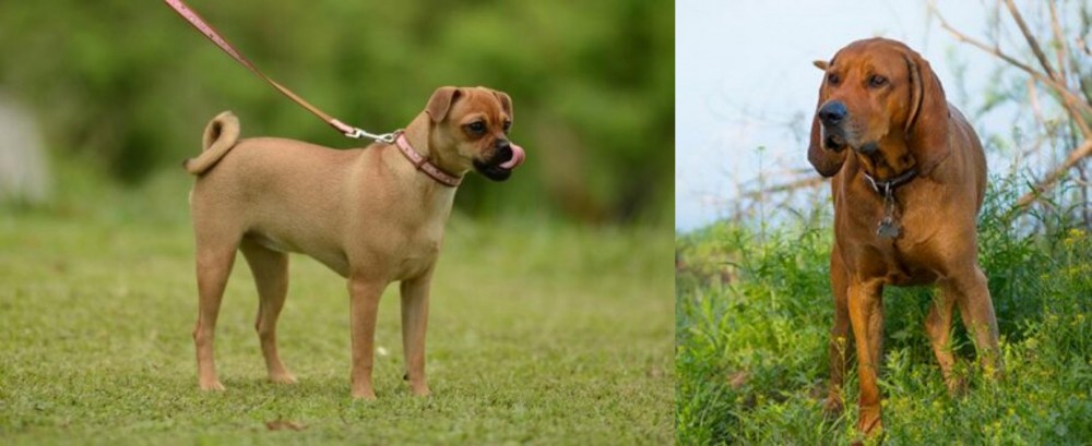 Redbone Coonhound vs Muggin - Breed Comparison