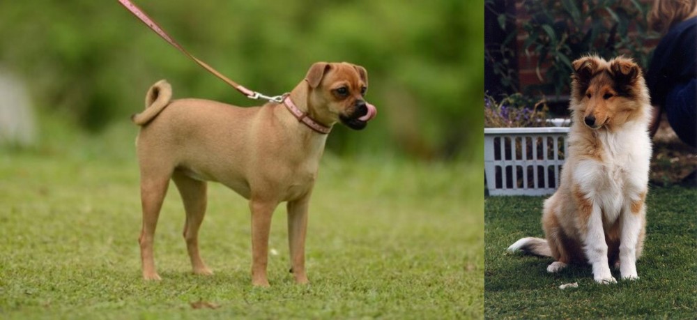 Rough Collie vs Muggin - Breed Comparison