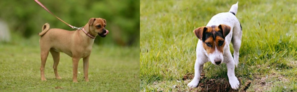 Russell Terrier vs Muggin - Breed Comparison