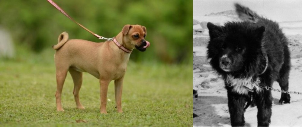 Sakhalin Husky vs Muggin - Breed Comparison