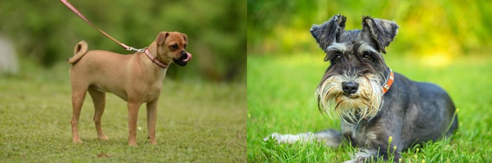 Schnauzer vs Muggin - Breed Comparison