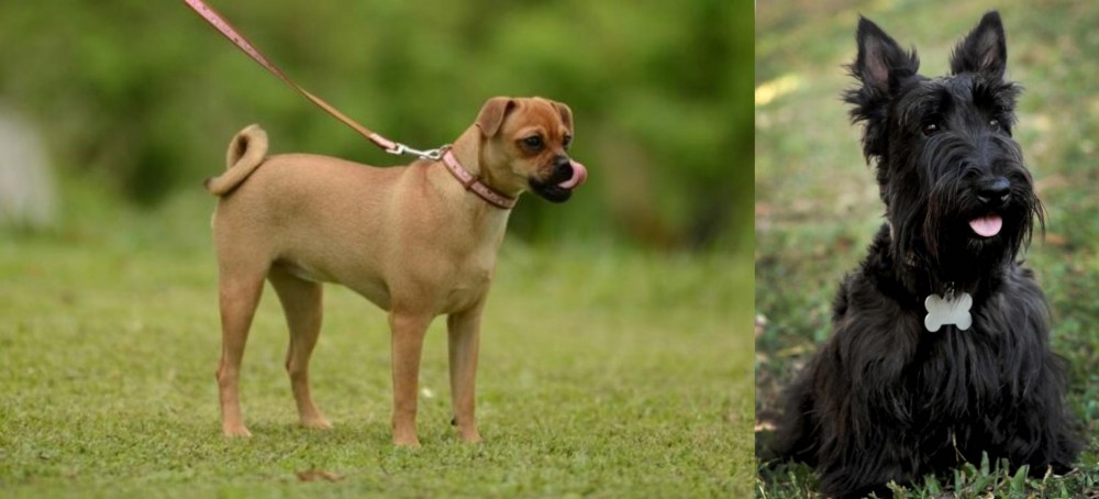 Scoland Terrier vs Muggin - Breed Comparison