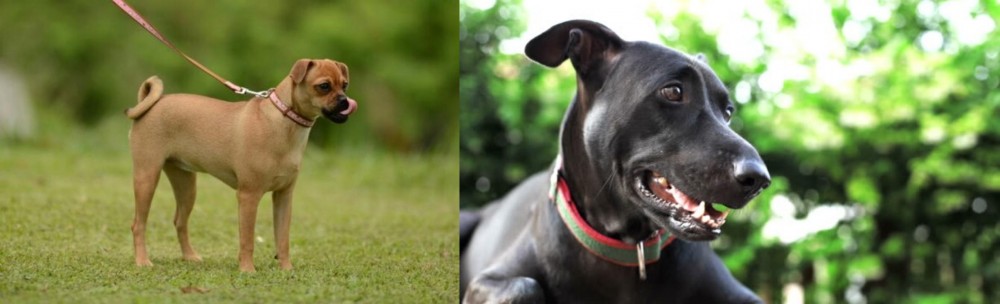 Shepard Labrador vs Muggin - Breed Comparison