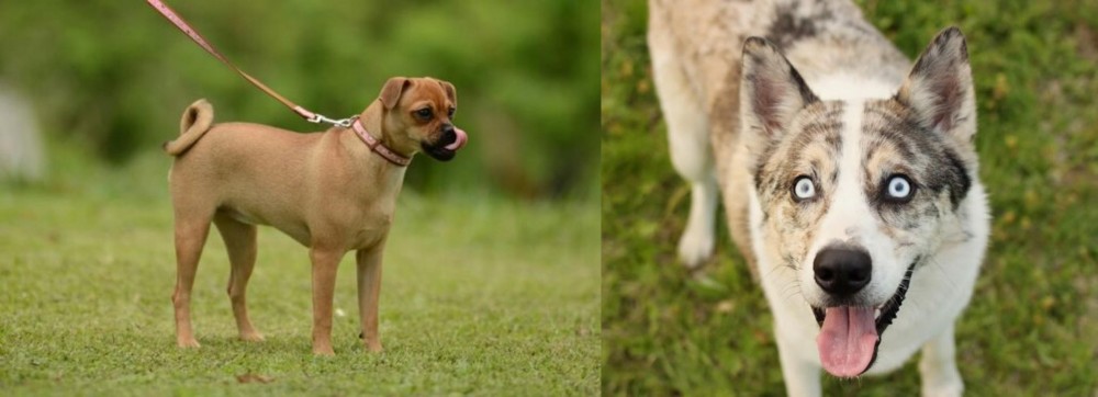 Shepherd Husky vs Muggin - Breed Comparison