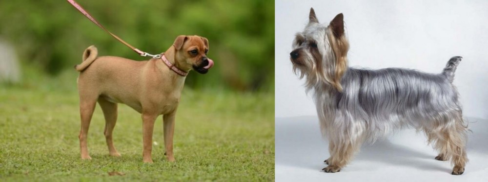 Silky Terrier vs Muggin - Breed Comparison