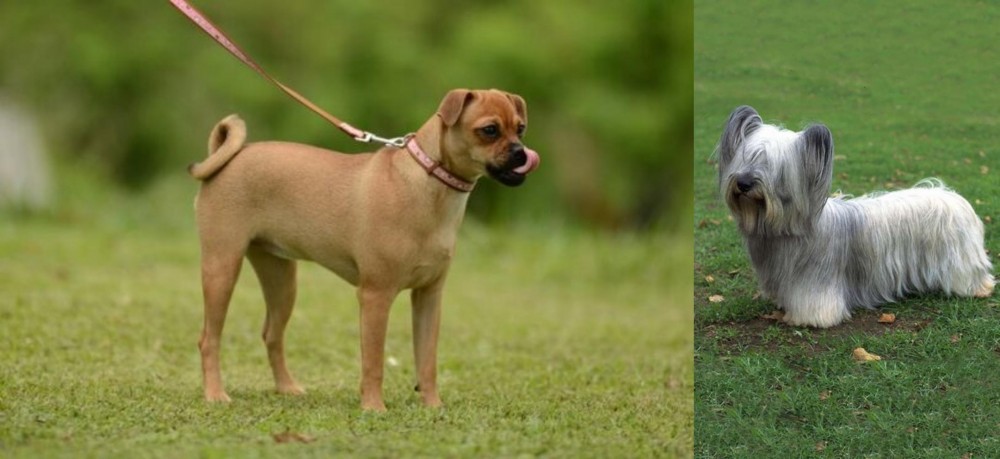 Skye Terrier vs Muggin - Breed Comparison