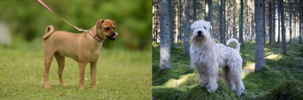 Soft-Coated Wheaten Terrier vs Muggin - Breed Comparison