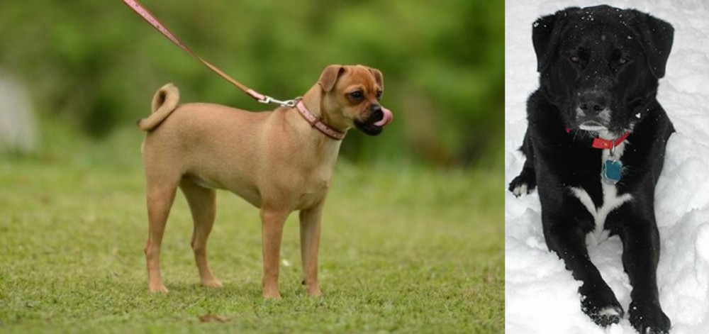 St. John's Water Dog vs Muggin - Breed Comparison