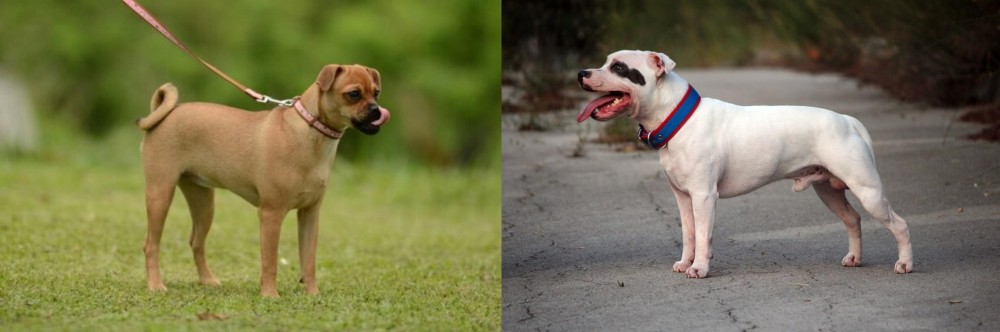 Staffordshire Bull Terrier vs Muggin - Breed Comparison
