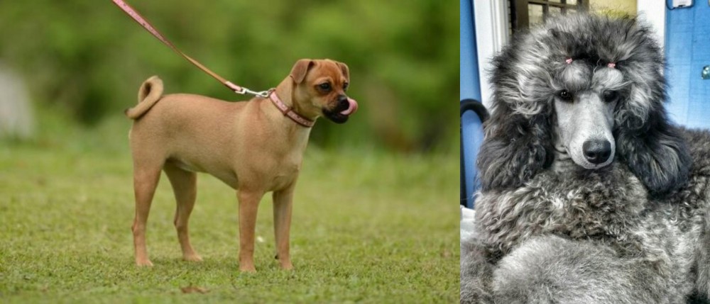 Standard Poodle vs Muggin - Breed Comparison