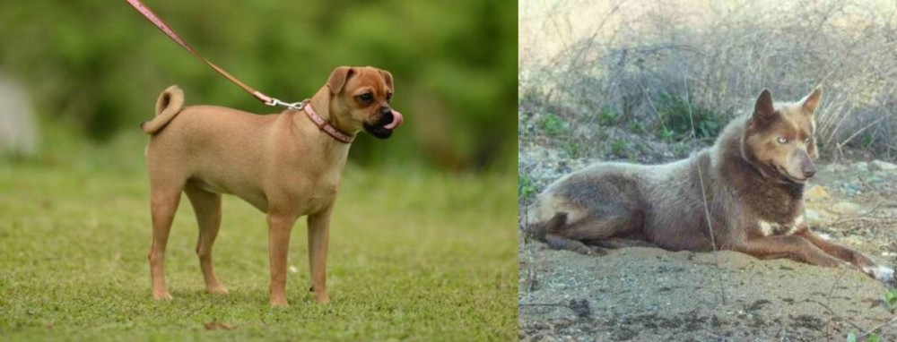 Tahltan Bear Dog vs Muggin - Breed Comparison